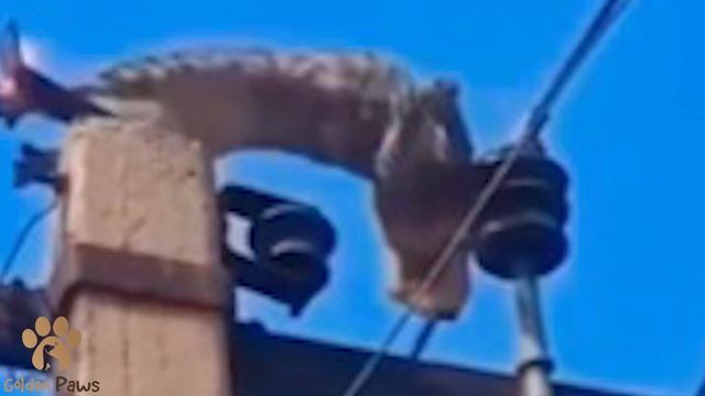 The Cat Caught Fire On A High Voltage Pole! It Was Unbelievable!