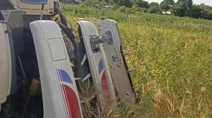 Уборка ячменя японским мини-комбайном