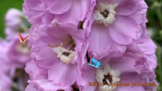 Дельфиниум высокий Елькэ (delphinium elatum eelkje) ? обзор: как сажать, саженцы дельфиниума Елькэ смотреть онлайн