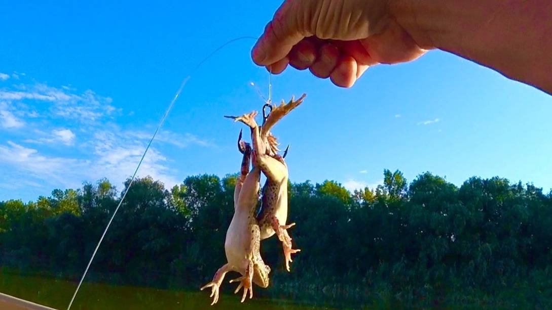 🛑СОМ КИШИТ мы В САМЫХ ДИКИХ МЕСТАХ Астрахани рыбалка смотреть онлайн