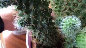 750. Кактусы мамилярии. Уход , полив, пересадка.Cacti of mammillaria.