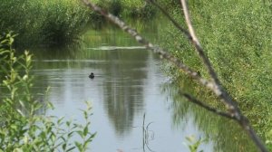 Камчатская песня А утки хама-хама-хама ик-ик-ик?