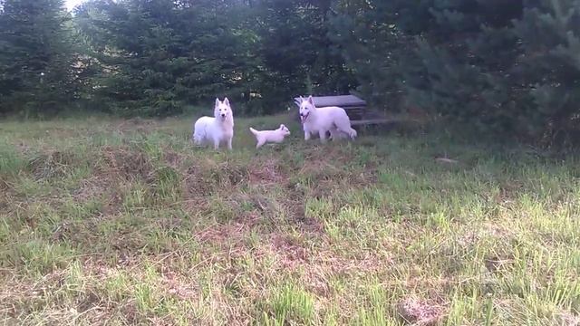 БШО щенки. Ноя с детьми и Мишей смотреть онлайн