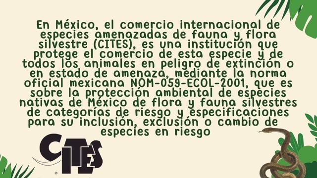 BOA CONSTRICTORA - MEna, Ortíz, Pantoja, Rafael, Zavala - 2°9 смотреть онлайн