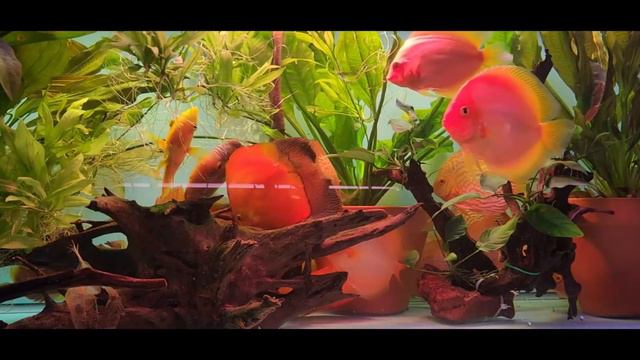 ДИСКУСЫ ДЛЯ НОВИЧКОВ. Основы содержания. смотреть онлайн