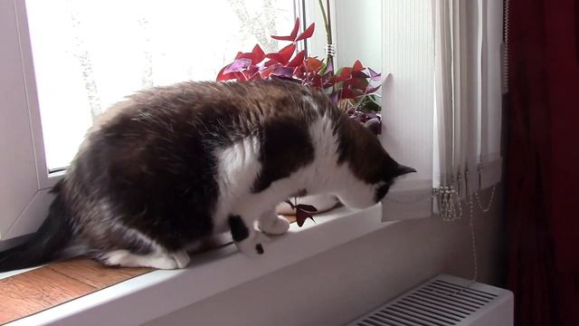 Кот сноу шу. Дикий кабан уничтожает посевы смотреть онлайн