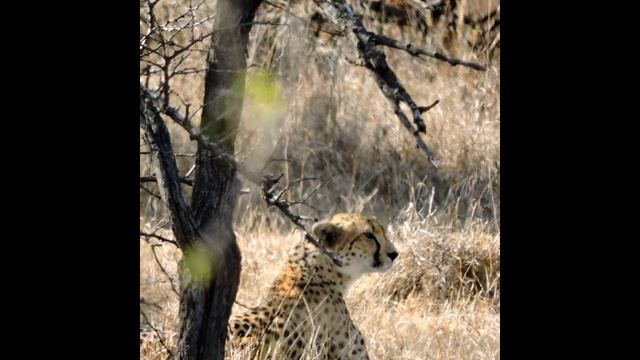 Youtube - South Africa Part2 смотреть онлайн