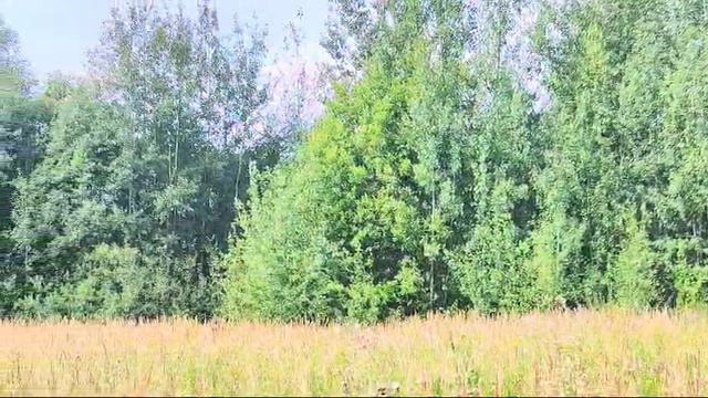 ЗУ Мостки: 560 смотреть онлайн