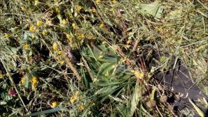 Сенокосилка с режущим аппаратом Schumacher