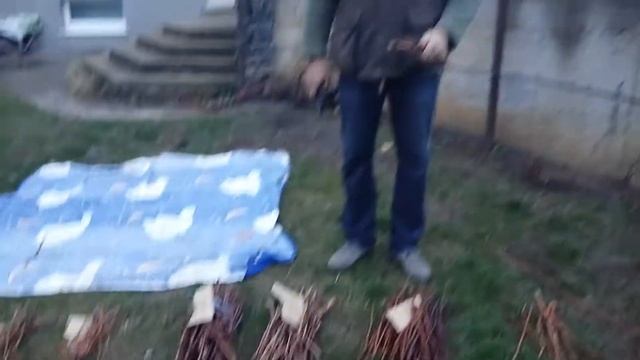 Виноград. Заготовка и хранение черенков винограда осенью. Как заготовить черенки винограда. смотреть онлайн