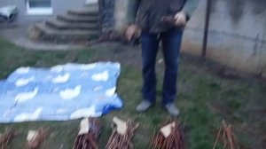 Виноград. Заготовка и хранение черенков винограда осенью. Как  заготовить черенки винограда.