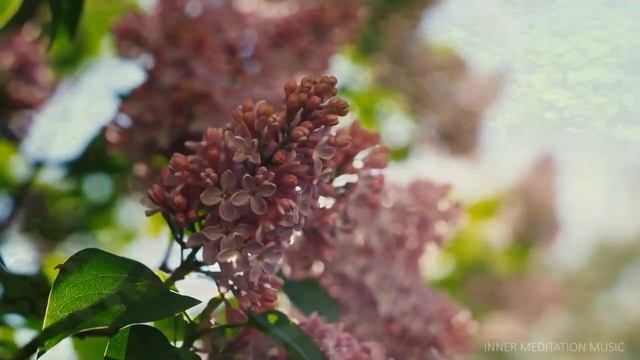 Музыкальный альбом – Академия глубокой релаксации, Релакс Музыка, и расслабляющая музыка смотреть онлайн