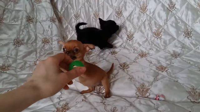 Блек Джек и Лёля смотреть онлайн