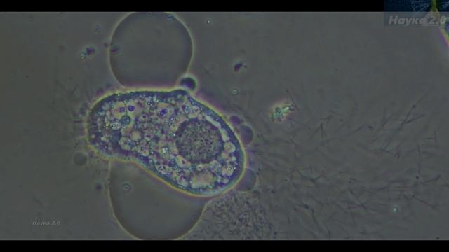 Микромир✌️