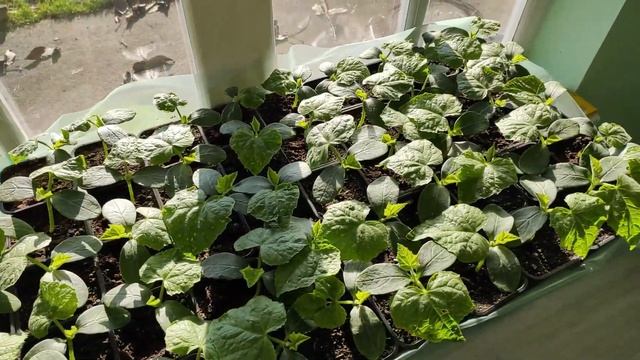 Огурцы зимой на подоконнике и в теплице! Досветка, грунт, CO2. смотреть онлайн