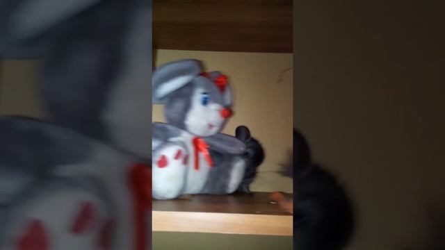 Знакомство шиншиллы с игрушкой смотреть онлайн