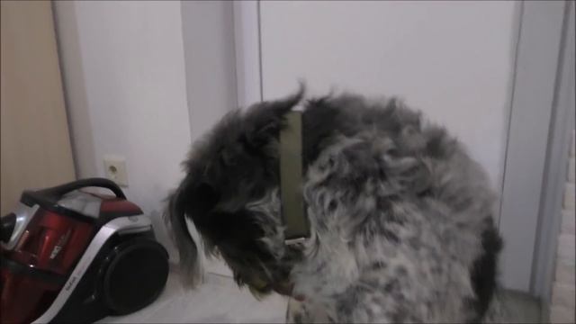 Кот Рыжик (лечение 2 часть). Ноябрь 2021г. смотреть онлайн