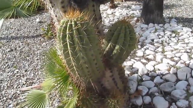 The Plant Traveller: 3 Big Cacti for U carnegiea stetsonia terscheckii смотреть онлайн