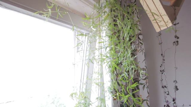 Houseplant Tour Summer 2018 - Bedroom 🌿 смотреть онлайн