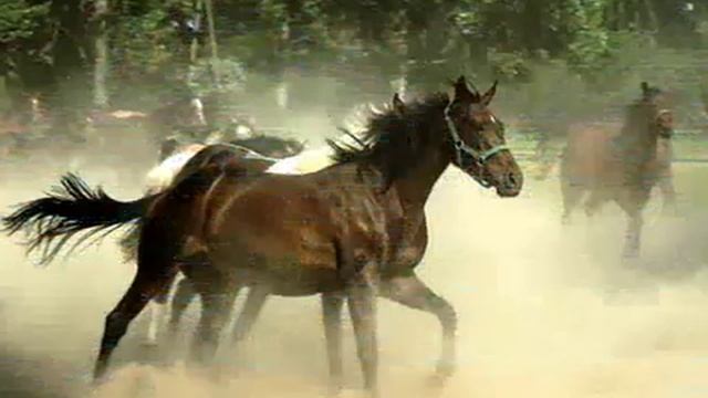 ВЛАДИМИР ВЫСОЦКИЙ - Кони привередливые смотреть онлайн