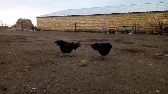 Бои без правил Петушиный деревенский Бой за лидерство смотреть онлайн