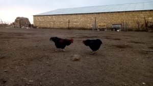 Бои без правил Петушиный деревенский Бой за лидерство