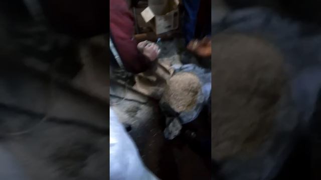 Гранулирование опилки на плоской матрице смотреть онлайн