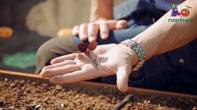 Фиолетовый Базилик Рози. Особенности выращивания. смотреть онлайн