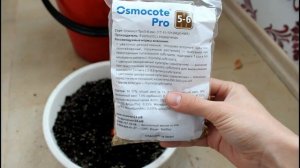 Циссус преображение. До и после. Комнатные цветы. __Валентина Земскова.