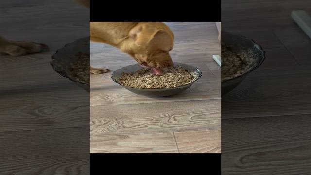 Кашу с печенью Питбулю смотреть онлайн
