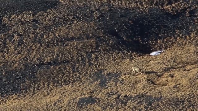 Снежный барс после неудачной охоты на Алтае смотреть онлайн