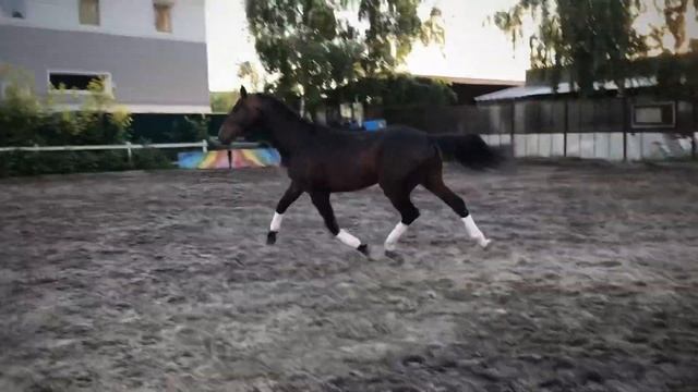 Ольденбургский жеребец 2016г.о. 165см в/х смотреть онлайн