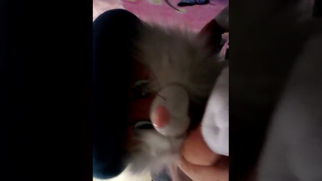 Третья часть страшный кот Алёша отрезали палец смотреть онлайн