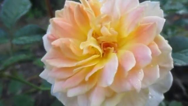 Hoa hồng ngoại Molineux Rose [DAVID AUSTIN] tại Sa Đéc, ngày 17/07/2016 смотреть онлайн