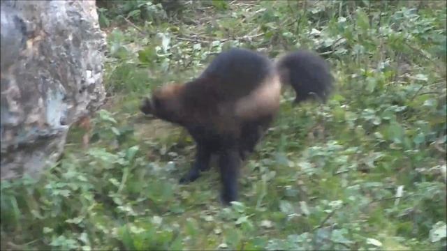 Росомаха и интересные факты о ней смотреть онлайн