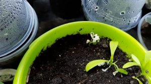 Я это сделала) Будлея из семян.