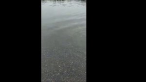 Валентинович вытаскивает самку кеты