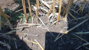 Сеем покровные культуры  сеялкой сзс 2.1