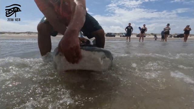 Tiger Shark City (7th Sea Production) смотреть онлайн