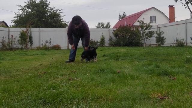 Моншер Вирсаль Заговор смотреть онлайн