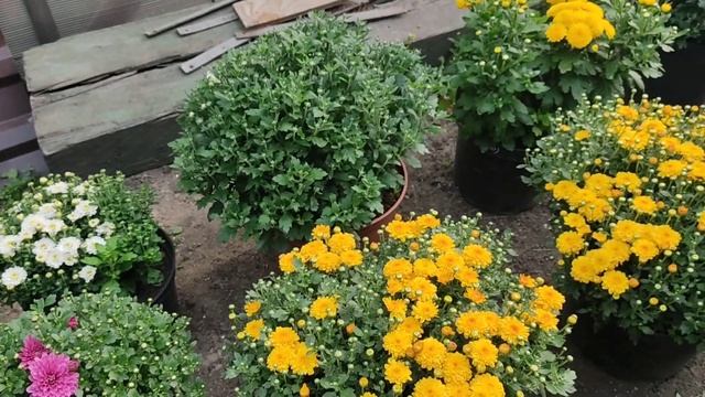 Хризантема мультифлора. Мои хризантемы на 3 сентября #хризантемы осенью,#цветы