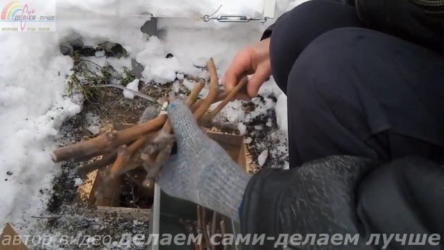 Как сохранить черенки винограда до весны.Хранение черенков винограда зимой.Условия хранения черенко смотреть онлайн