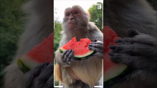 The Best of Monkey Videos - A Funny Eating Monkeys Compilation Ep215 смотреть онлайн