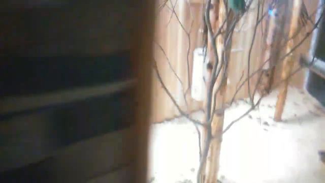 СП-б. "Ленинградский зоопарк". 2.03.2019. смотреть онлайн