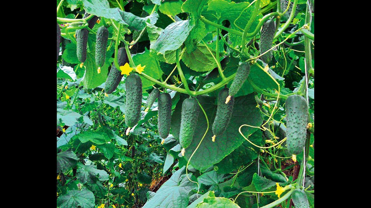 Тёплая грядка под огурцы.Без затей.... смотреть онлайн