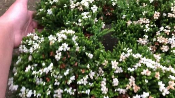 Вереск и Эрика в вашем саду. Сорта вересков. ???