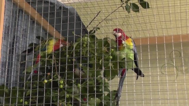 Розеллы и их половые отличия. Как можно отличить самца от самки смотреть онлайн