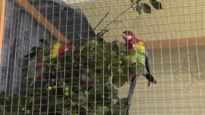 Розеллы и их половые отличия. Как можно отличить самца от самки