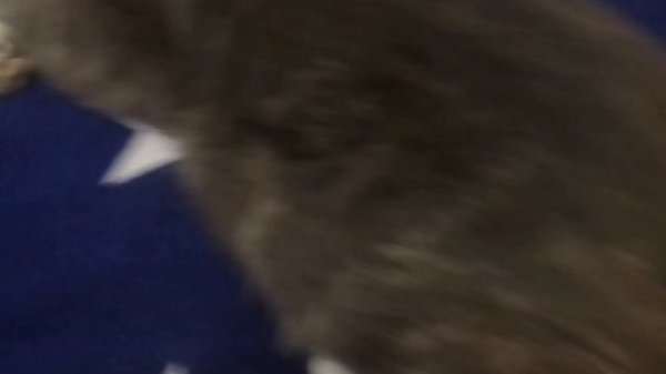 мой странный кот :)