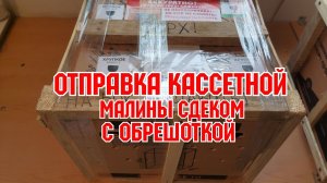 Кассетная рассада малины! Как мы пакуем и отправляем!